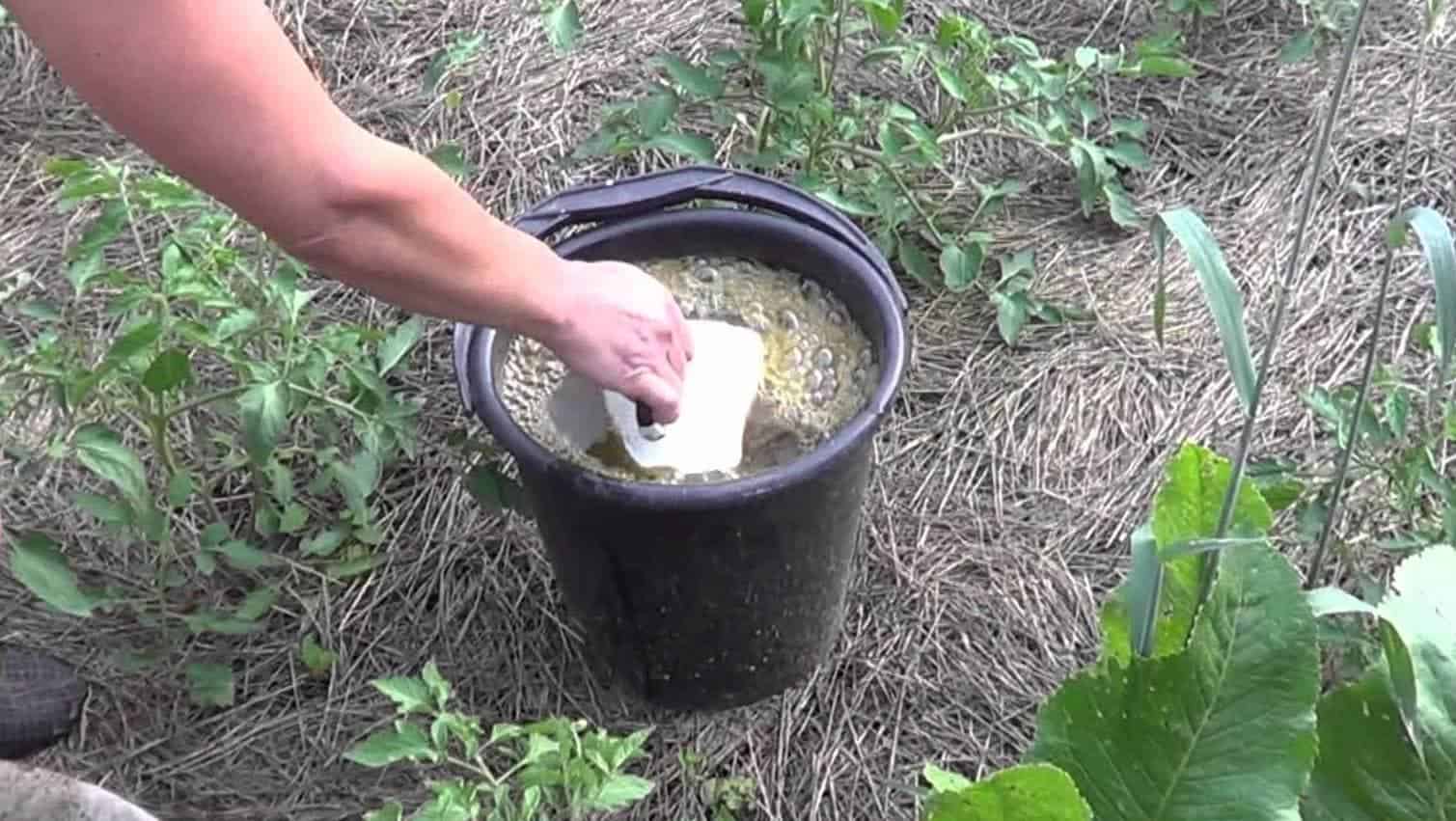 Подкормка огурцов в теплице – какие удобрения и когда использовать