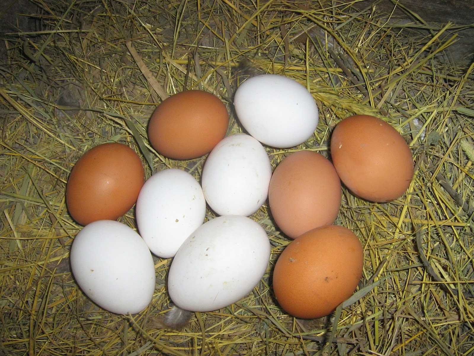 Породы кур и цвет яиц с фото