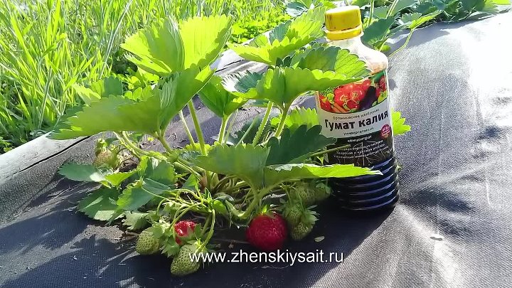 Как подкармливать растения дрожжами: рецепты для подкормки дрожжами домашних цветов и огородных растений