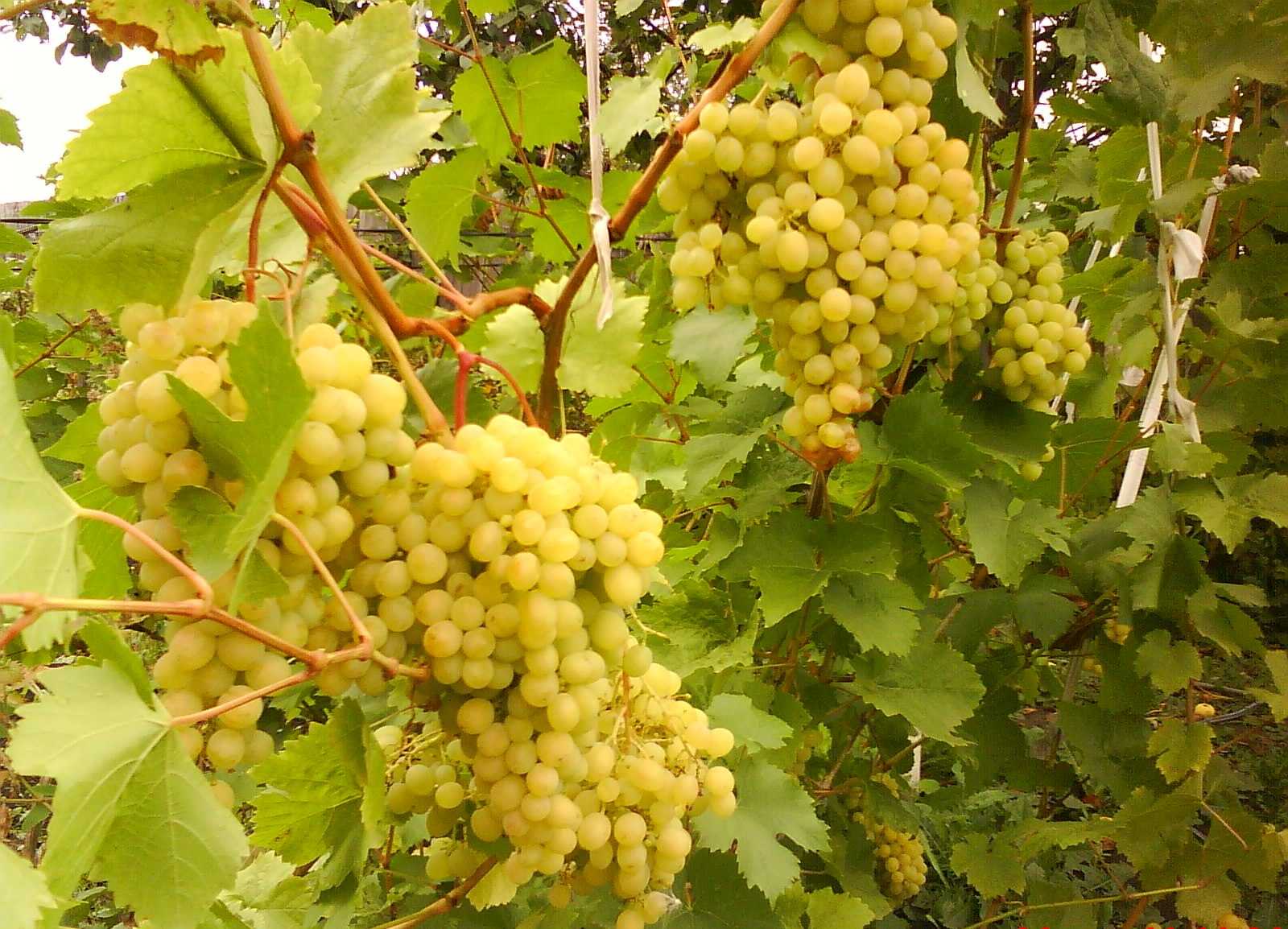 Виноград алешенькин — высокоурожайный столовый сорт, дающий до 25 кг ягод с куста