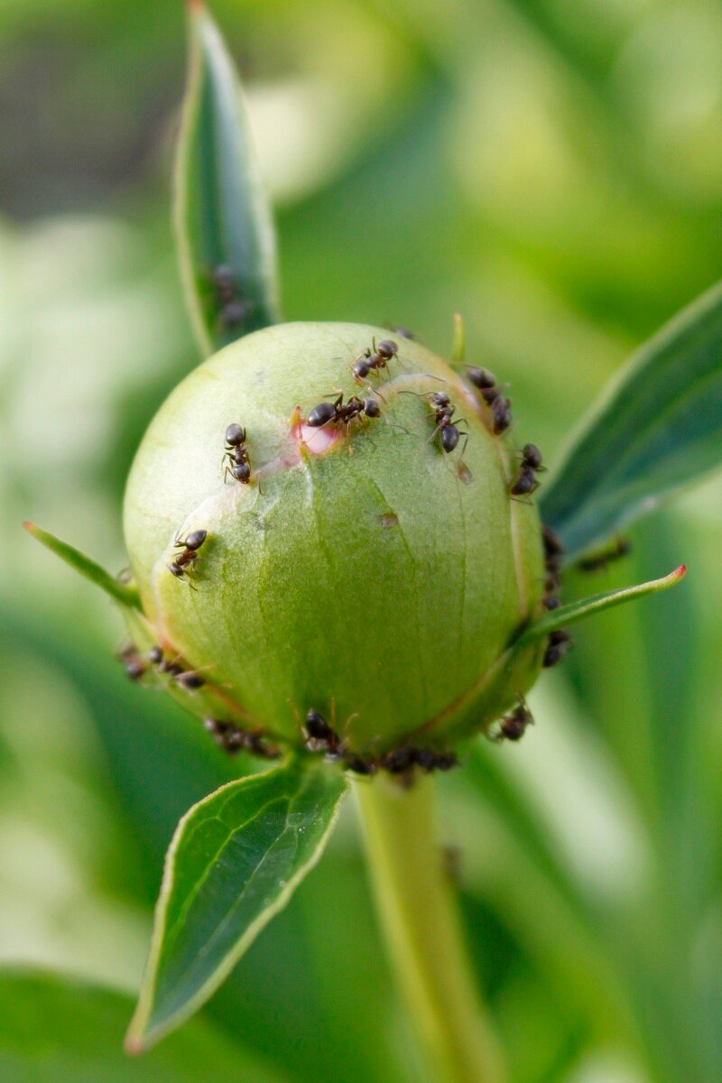 Как защитить смородину от муравьёв и тли
