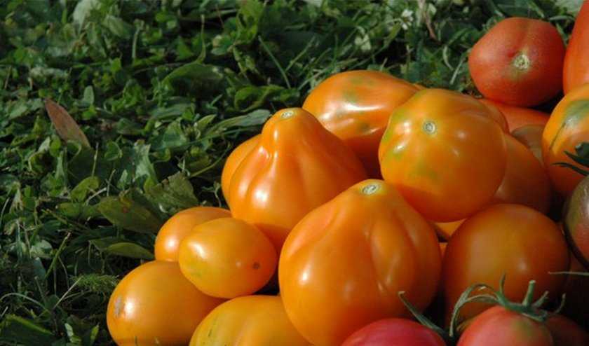 Томат японский трюфель: описание, характеристики, отзывы, особенности посадки и выращивания. 120 фото и видео сорта помидора