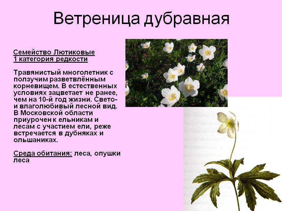Ветреница фото растения и описание