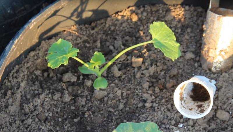 Посадка тыквы в открытый грунт: правила выращивания и ухода