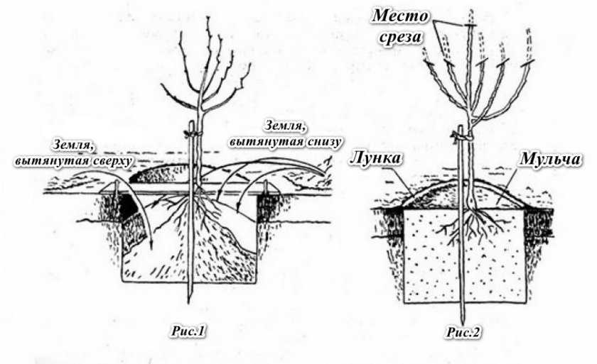 Схема посадки саженцев плодовых деревьев в саду