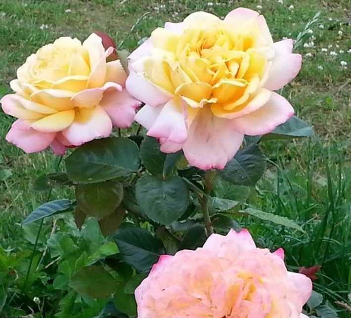 Розы кордеса - история и сорта.