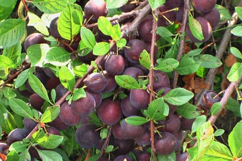 Сорт вишни чудо вишня, описание, характеристика и отзывы, особенности выращивания