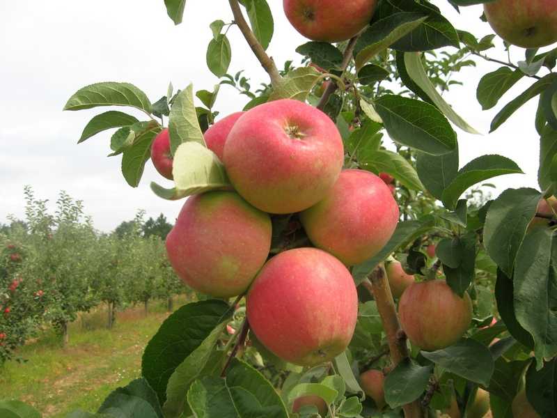 Сорт яблони слава победителям: описание и подробная характеристика, особенности выращивания