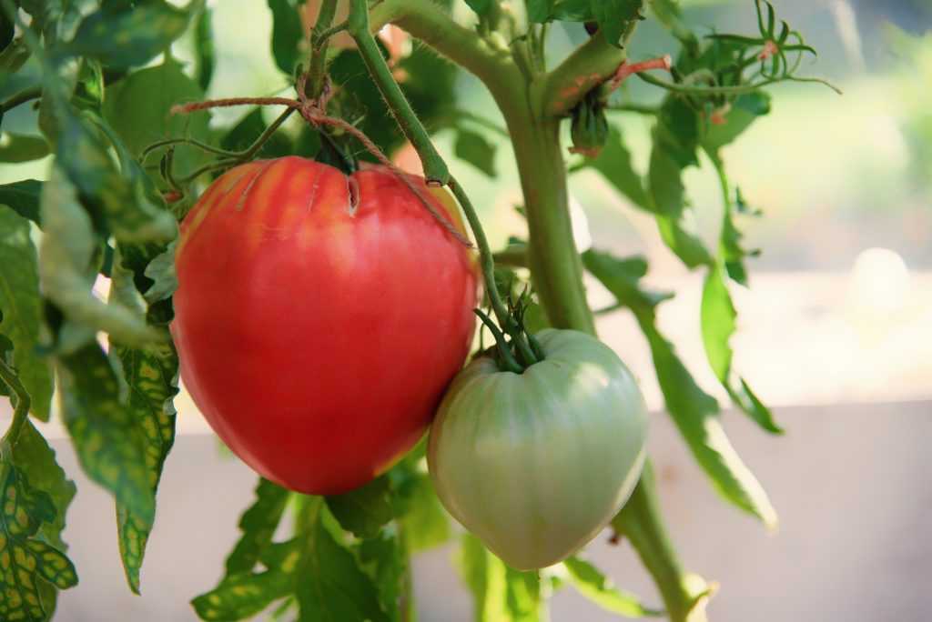 Томат вельможа - характеристика и описание сорта помидоров