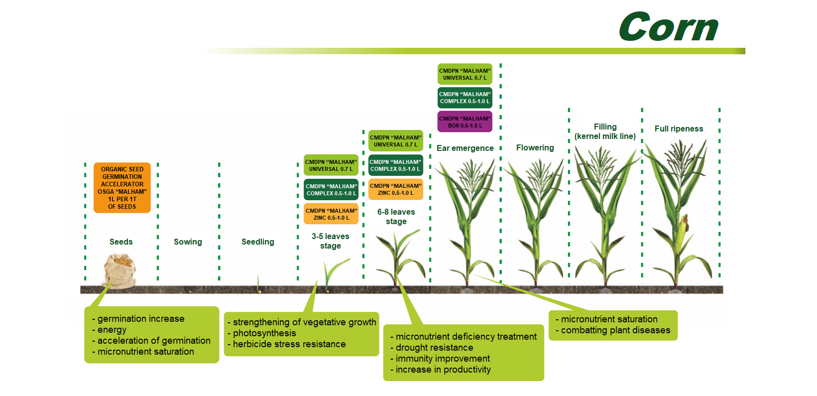 Признаки вегетации. Фазы вегетации кукурузы. Фазы роста и развития кукурузы. Схема развития кукурузы. Схема фазы вегетации кукурузы.