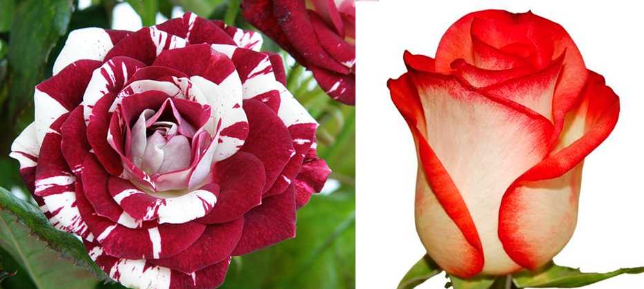 Розы бело красные название. Осирия чайно-гибридные.