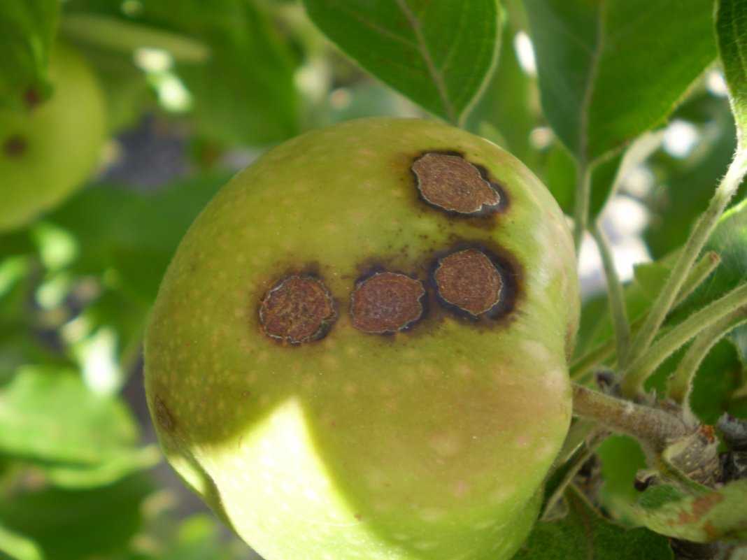 Болезнь парша: лечение и профилактика, фото, как бороться на яблоне, груше, средства и препараты