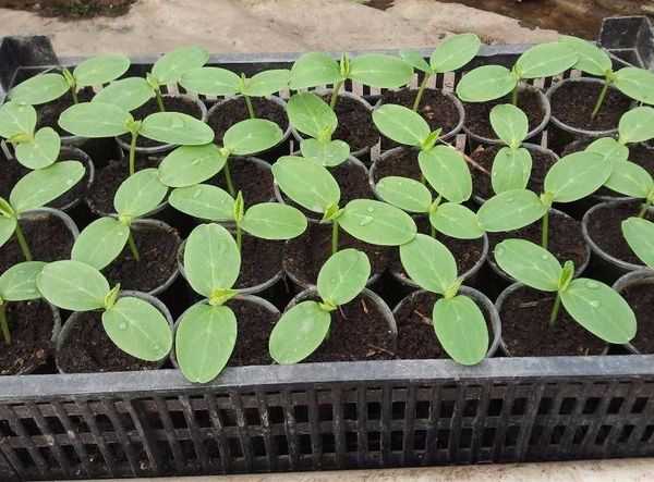 Выращиваем крепкую рассаду огурцов – план действий от посева семян до высадки в грунт