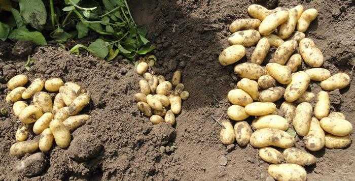 Картофель "лилея": описание сорта, фото и характеристики белорусской картошки