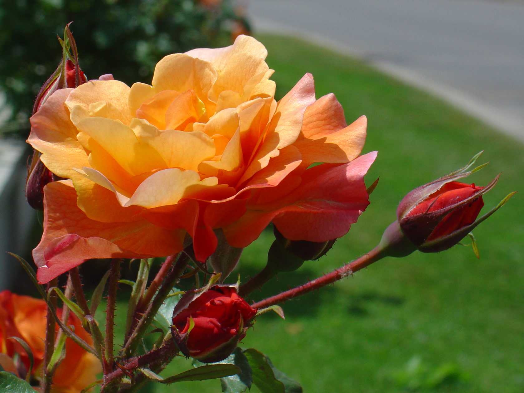 Парковые розы — что это за вид и сорт такой
