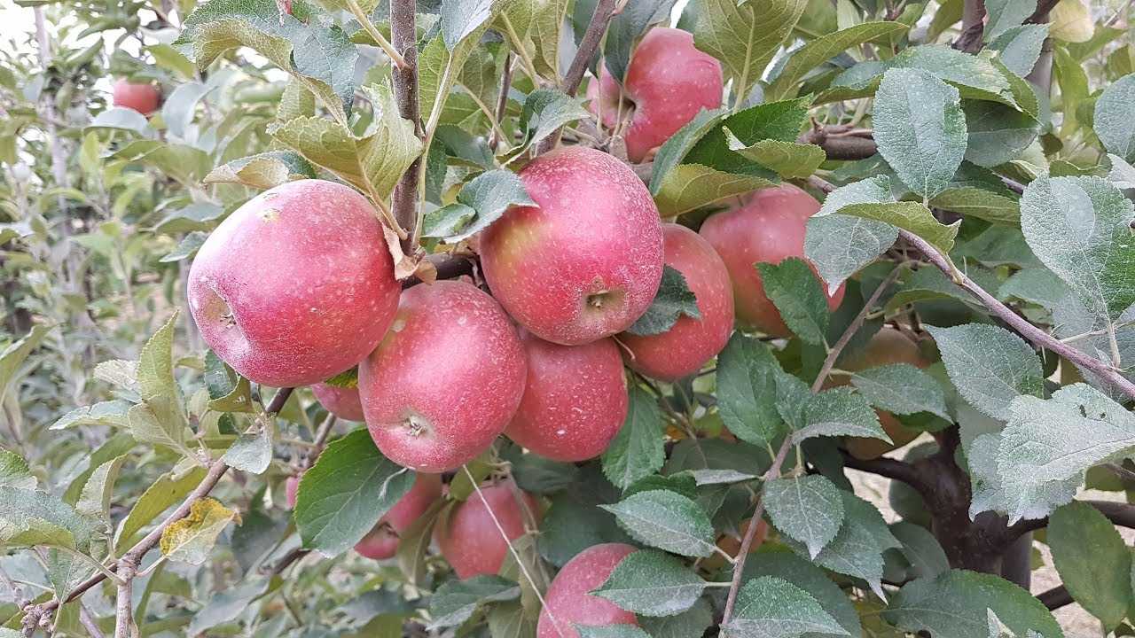 Яблоня апорт – выращивание в казахстане