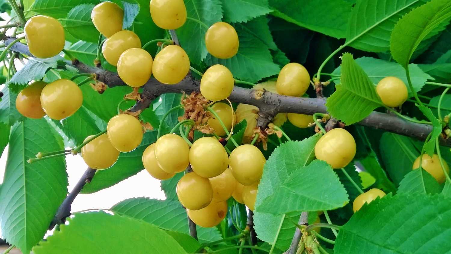 Жёлтая черешня: выбираем сорт с янтарными плодами