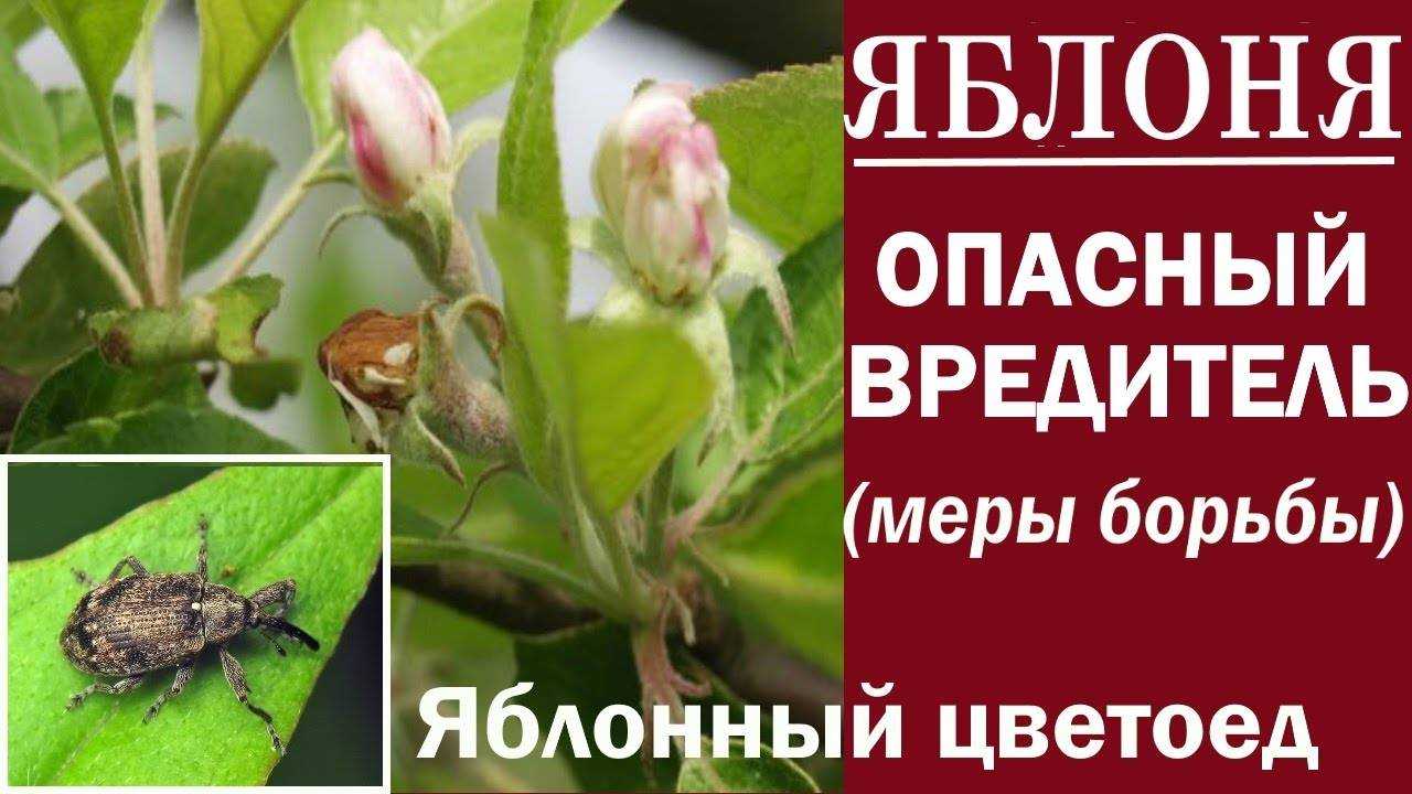 Опрыскивание яблонь весной от болезней и вредителей: когда и чем обрабатывать