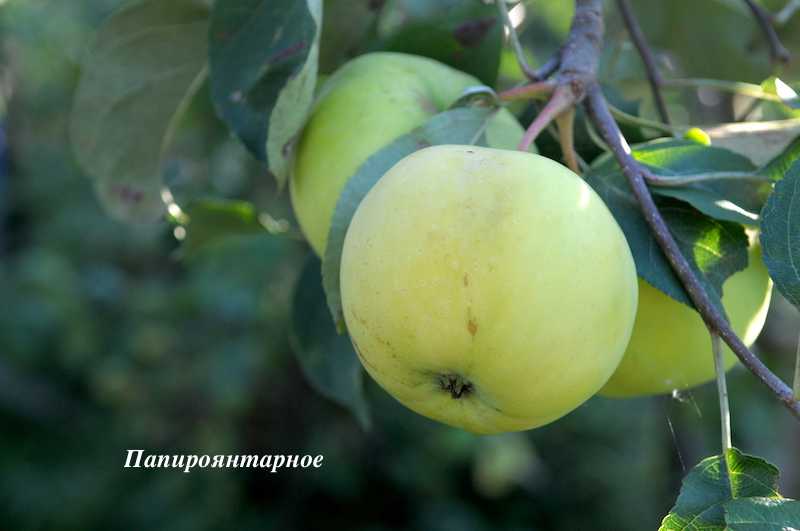 О яблоне Папироянтарное: описание и характеристики сорта, уход и выращивание