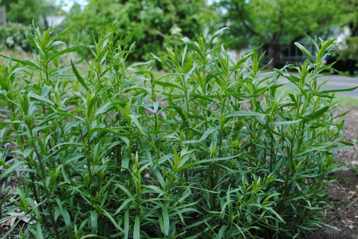 Трава с уникальным вкусом и ароматом — тархун: применение в медицине, для похудения и в кулинарии
