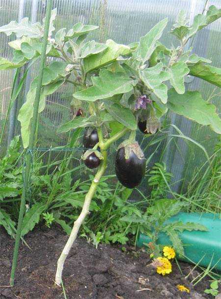 Как вырастить баклажаны в открытом грунте - подробная инструкция!