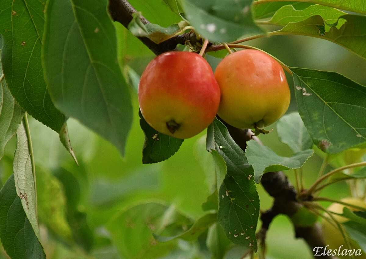 Райские яблочки сколько. Яблоня Райские яблочки. Райские яблочки сорт яблок. Райские яблочки дерево сорта. Райские яблочки сорт яблони.