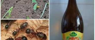 Как бороться с муравьями, которые появились на пионах