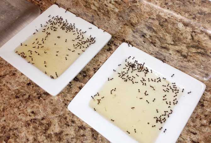 Как вывести муравьев отравой с борной кислотой