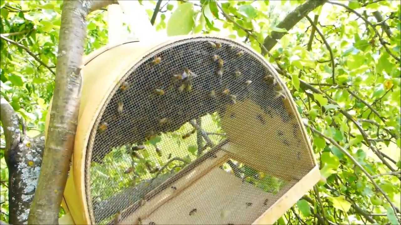 Как поймать пчел в ловушку