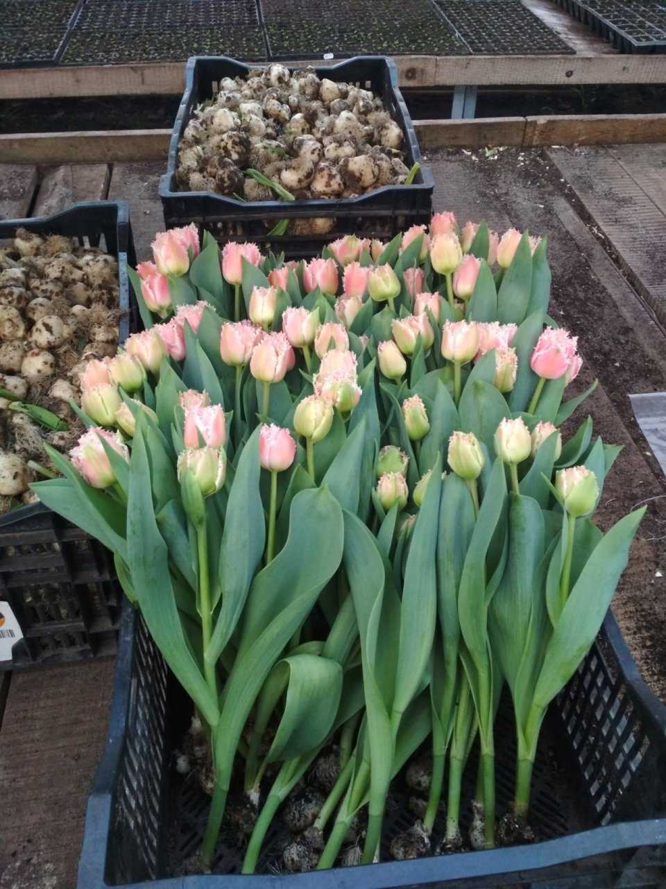 Сколько можно вырастить тюльпанов на 1 м2. Гибрид луковицы тюльпан. Луковица тюльпана. Луковичные в контейнерах. Тюльпаны растут.