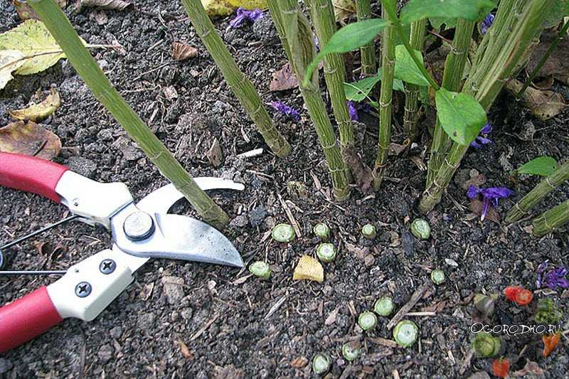 Сохнут и скручиваются листья астильбы: что делать, если в саду засыхают края листьев астильбы? причины и лечение
