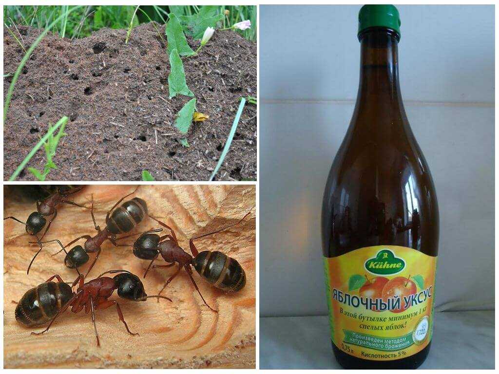 Обработка нашатырным спиртом огорода от муравьев