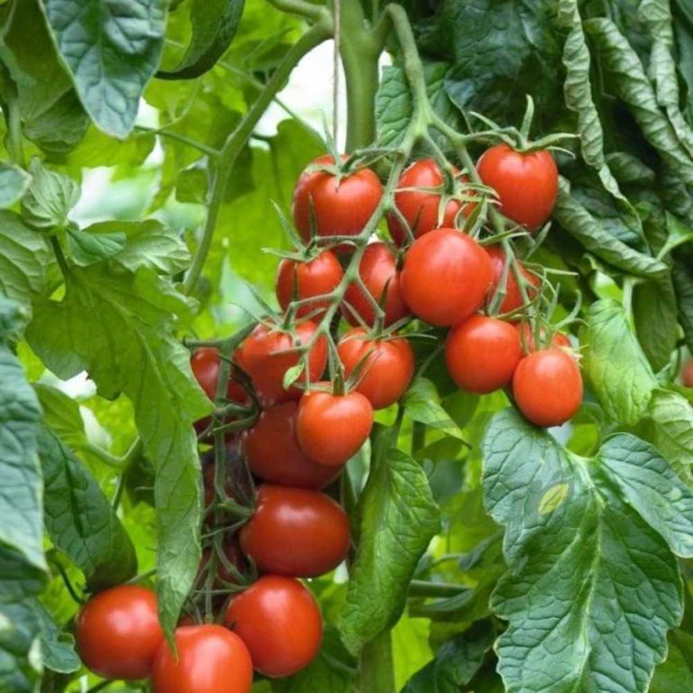 Характеристика томатов «таня»: фото и отзывы