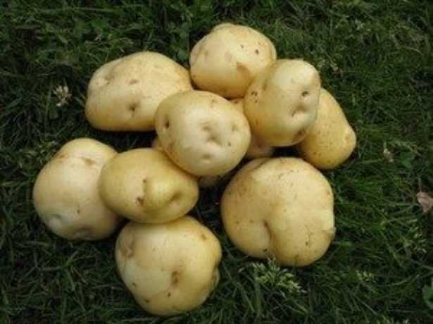 Сорт картофеля тимо. описание, характеристика, фото