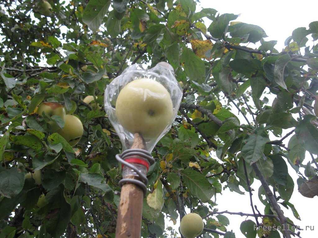 С яблони сорвать яблоко. Палка для сбора фруктов с деревьев. Приспособление для сбора яблок. Приспособление для снятия яблок с яблони. Для снятия яблок с дерева.