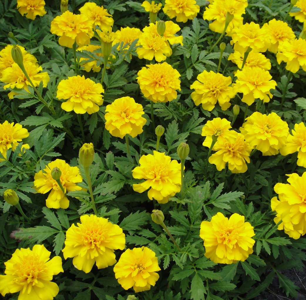 17 однолетников с желтыми и оранжевыми цветками – пустите в сад солнце!
