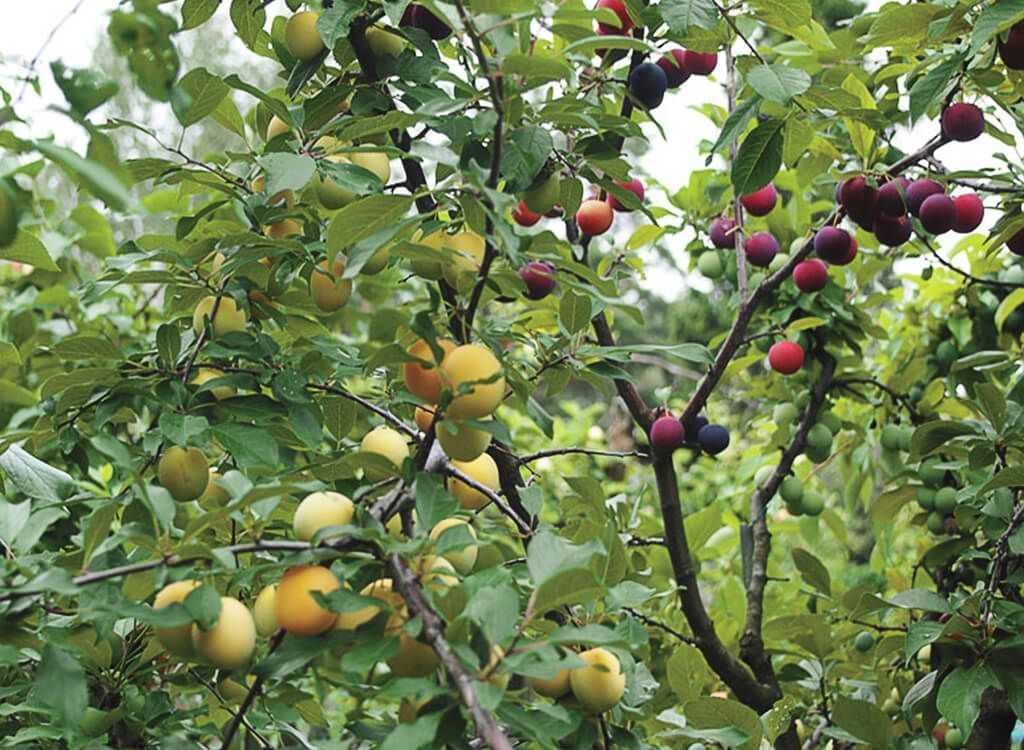 2 плодовых растений. Привитые многосортовые плодовые деревья. Многосортовые яблони. Яблоня Мичурина. Груша яблоня абрикос алыча.