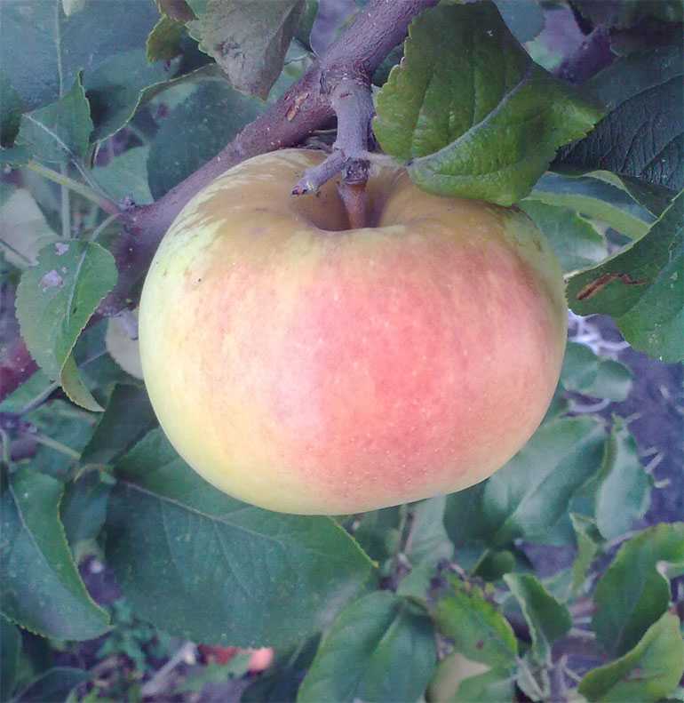 О яблоне Богатырь: описание и характеристики сорта, посадка и уход