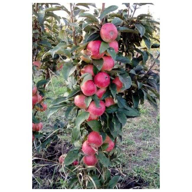Описание и уход за колоновидной яблоней арбат