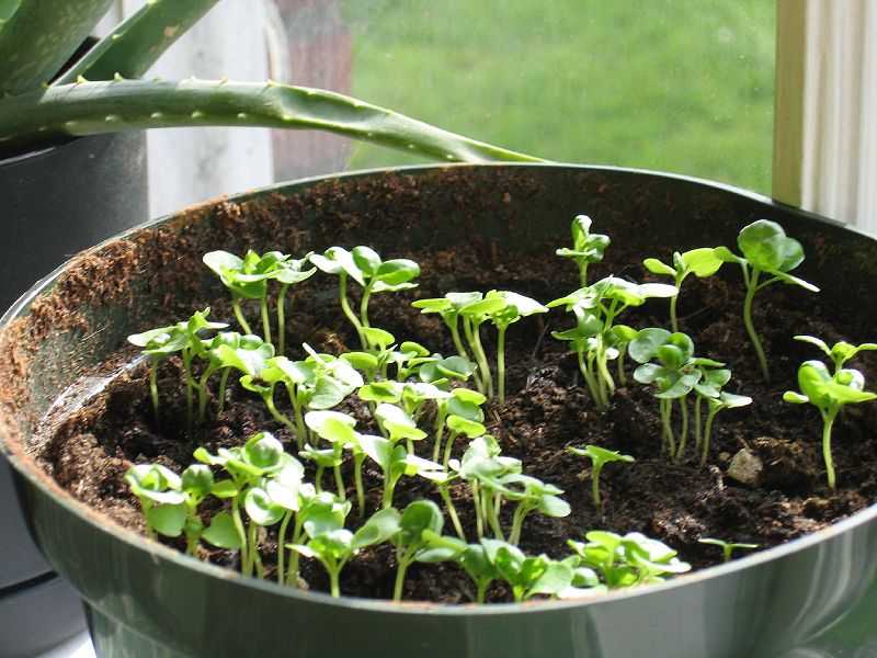 Секреты успеха выращивания базилика из семян в домашних условиях