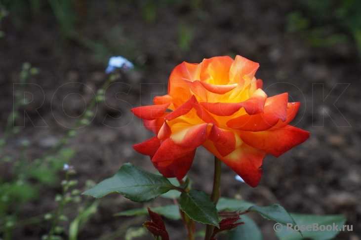 Розы флорибунда — лучшее украшение сада