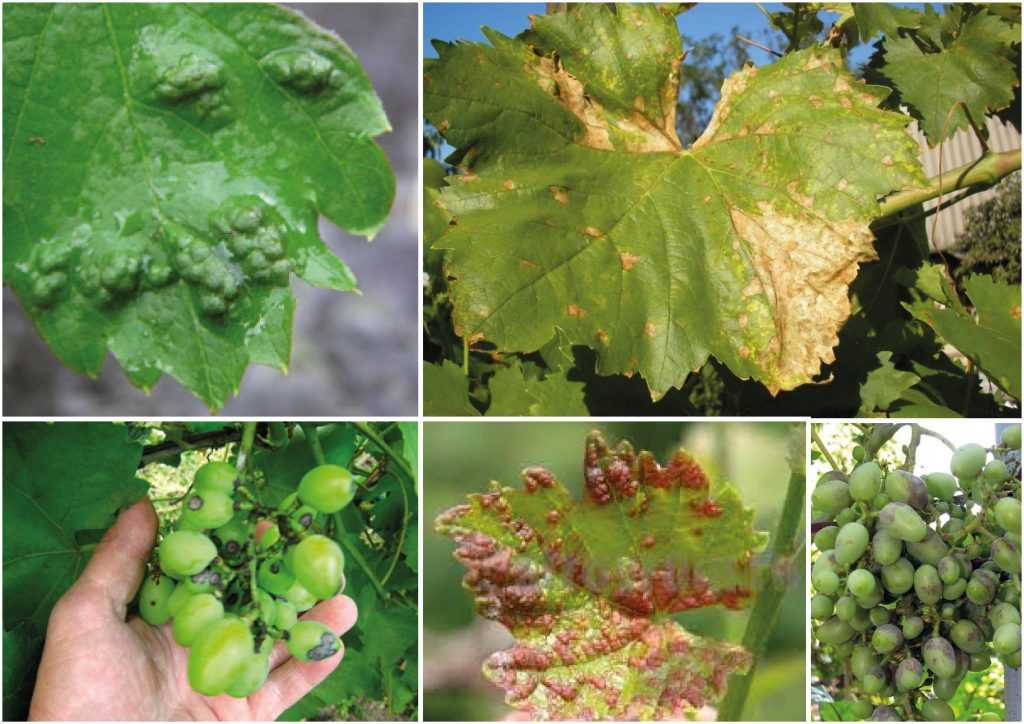 Лечение и эффективные методы борьбы с краснухой винограда