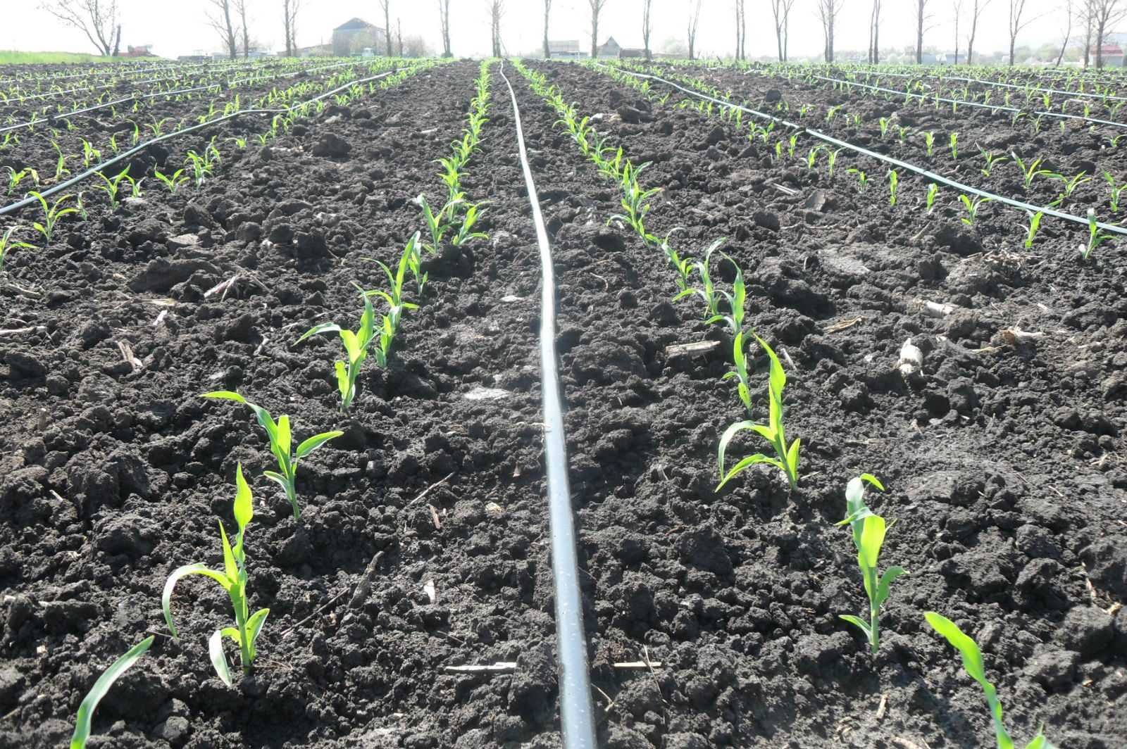 Как сажать кукурузу в открытый грунт: сроки посева, сорта, болезни и вредители