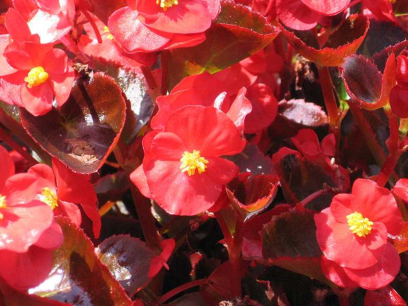 Красивый и изящный цветок – бегония. названия популярных видов, описание и фото