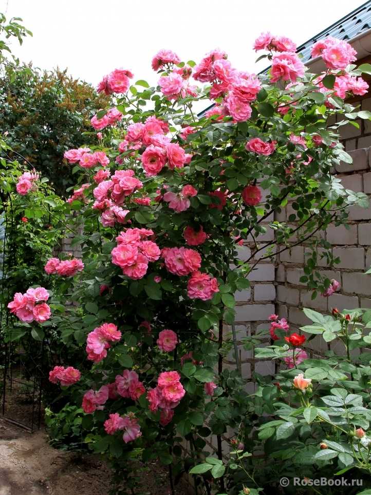 О розе Morden Centennial: описание и характеристики, выращивание канадской розы
