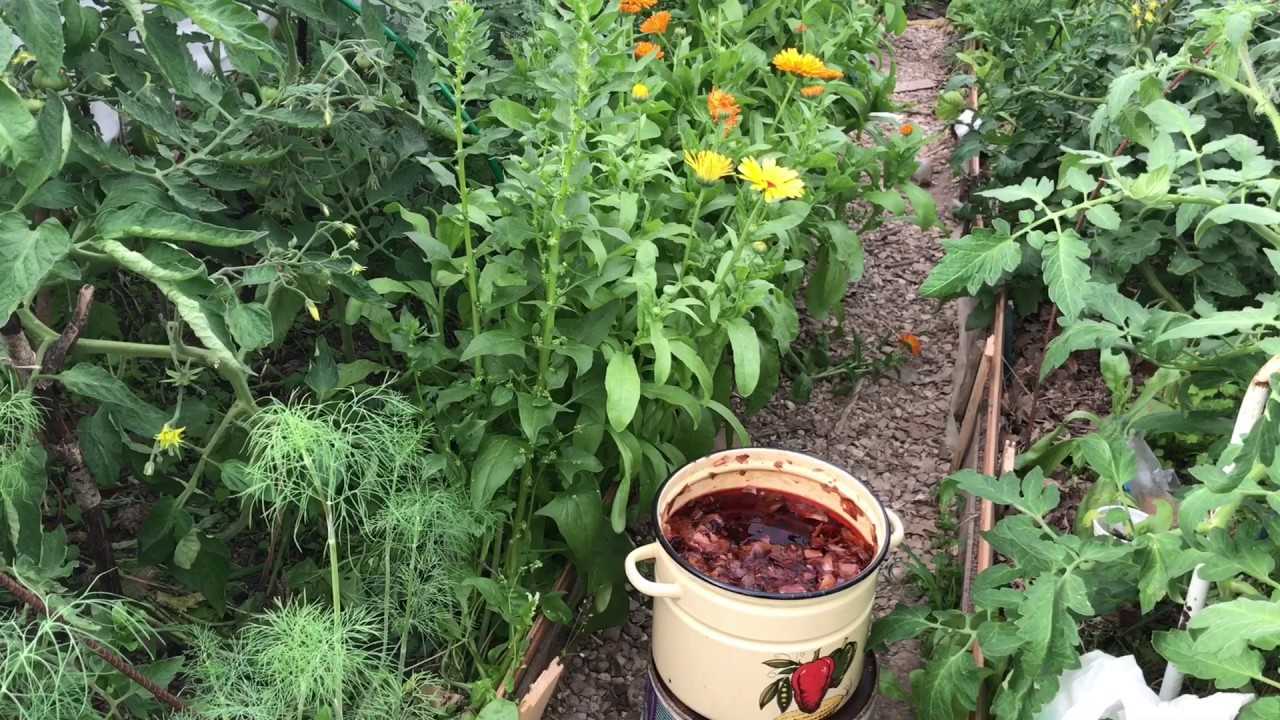 Луковая шелуха для огорода или сада и применение ее для здоровья