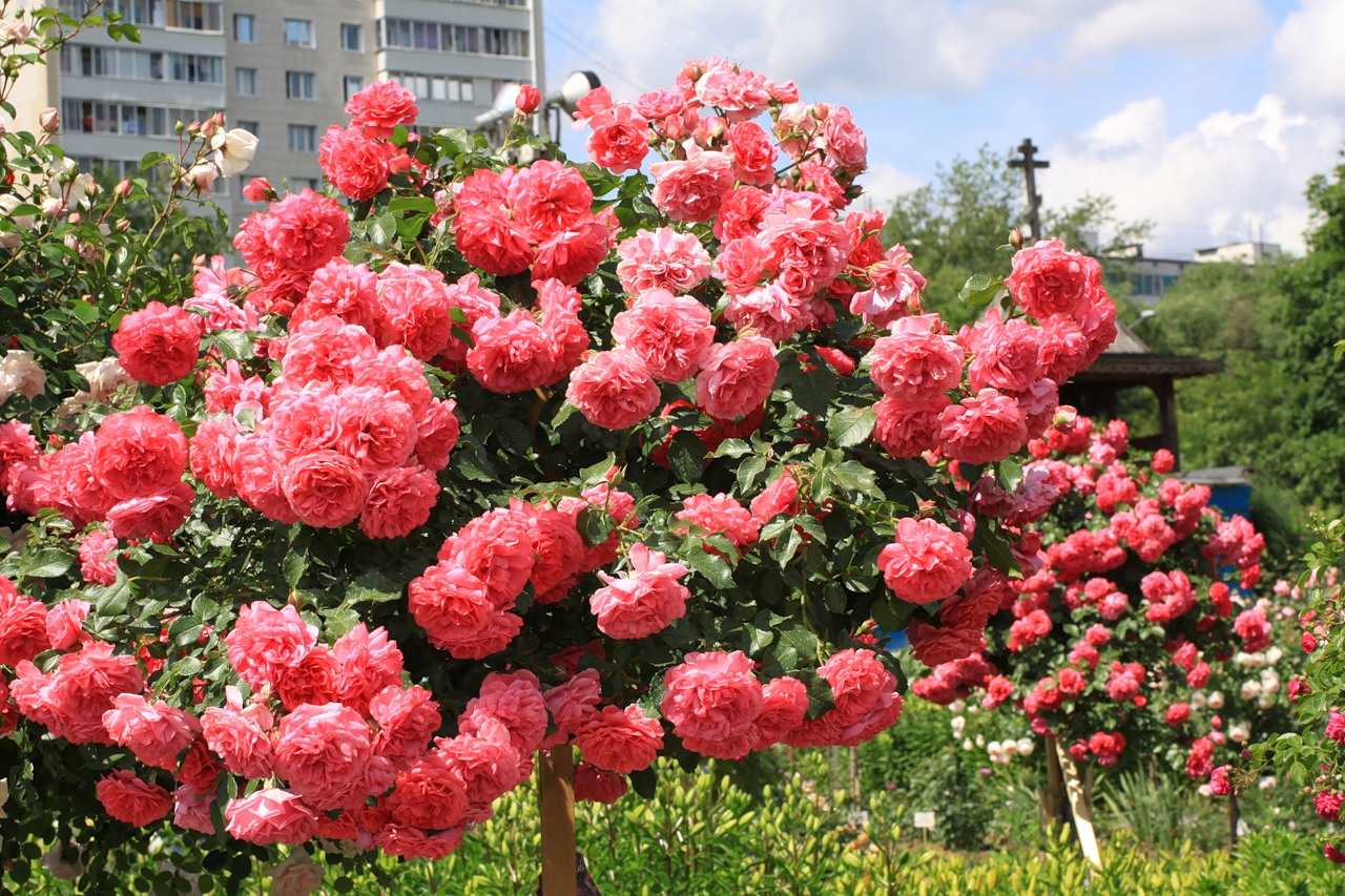 Плетистая роза «клайминг» (25 фото): описание роз «индиголетта», «глория дей», «аполло», «критерион» и «кимоно». отличия клаймберов и рамблерлов