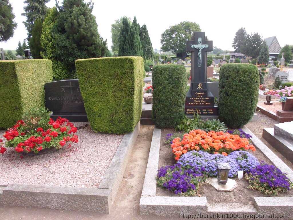 Какие цветы посадить на кладбище: лучшие советы по оформлению могил