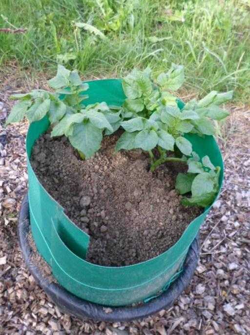 Выращивание картофеля в бочке – особенности посадки, подкормки и ухода