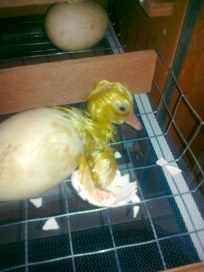 Фото яиц в инкубаторе по дням. Инкубация гусят. Гусята вылупляются в инкубаторе. Вылупление гусят в инкубаторе. Гусиные яйца гусята.